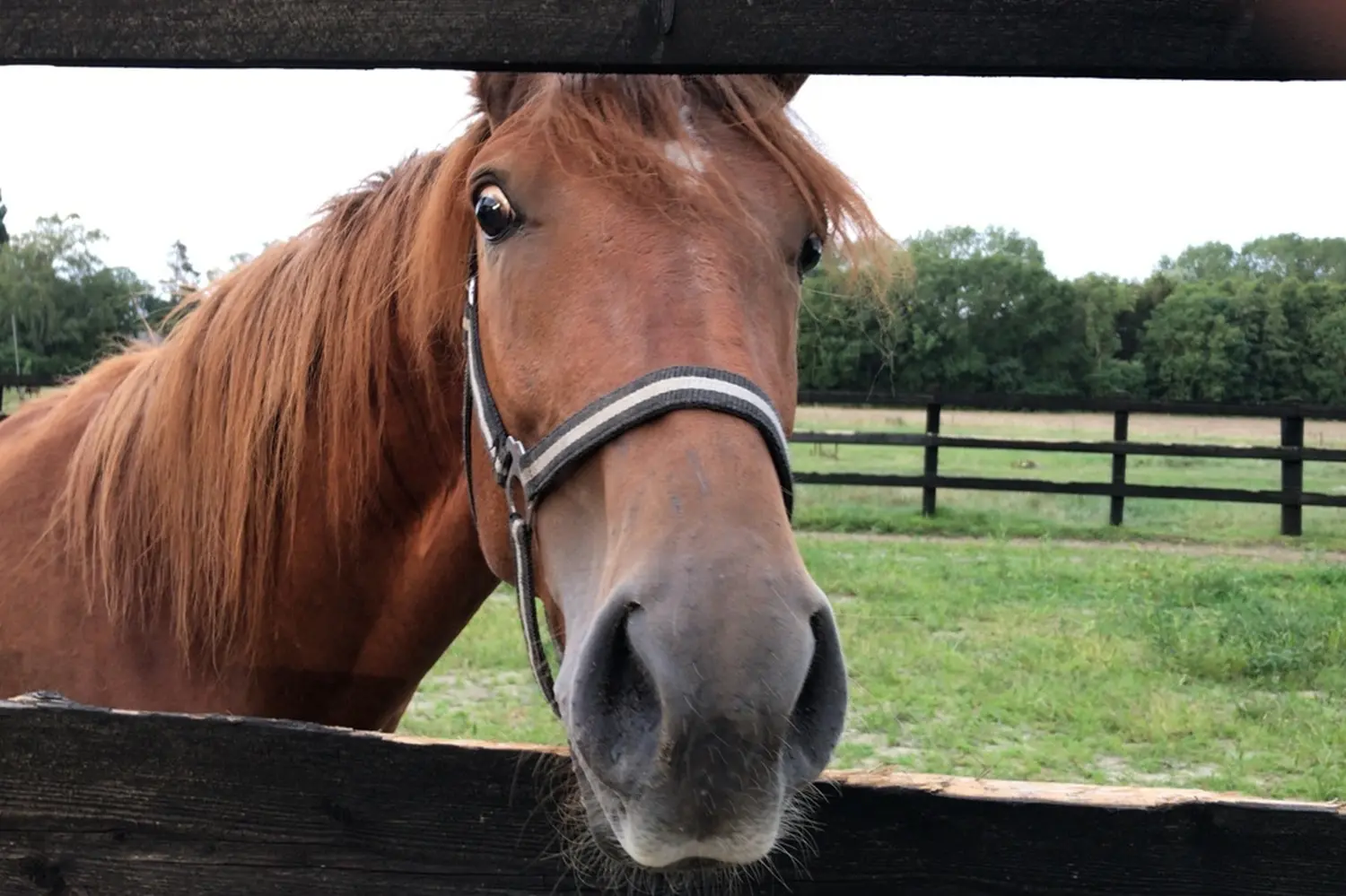 Pferde von Pferdepension und Zucht