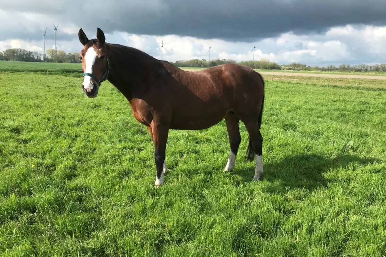 Pferde von Pferdepension und Zucht