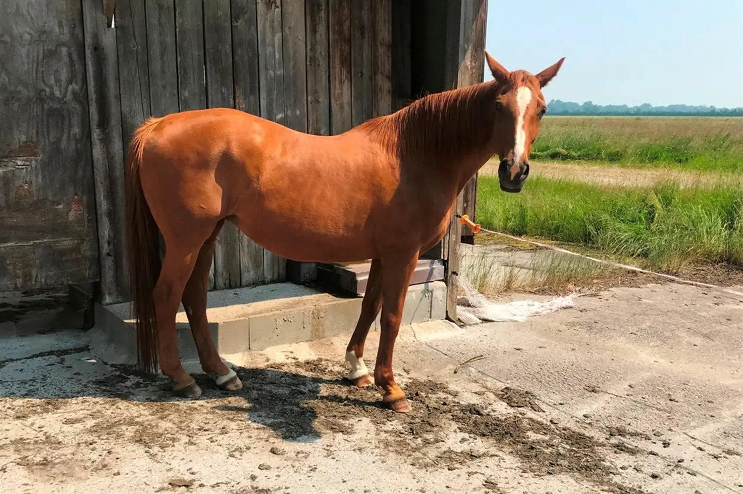 Pferde von Pferdepension und Zucht