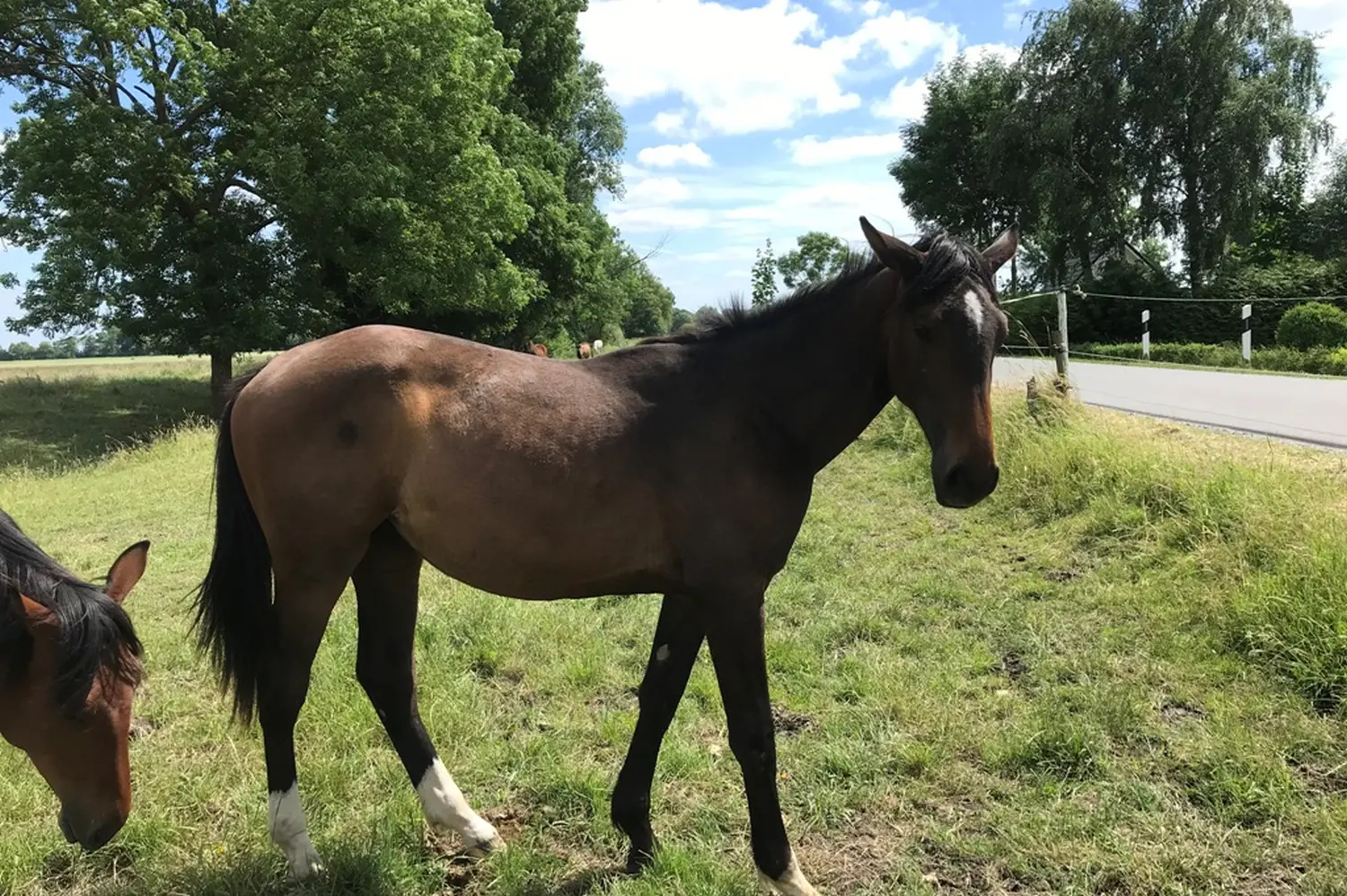 Pferde von Pferdepension und Zucht