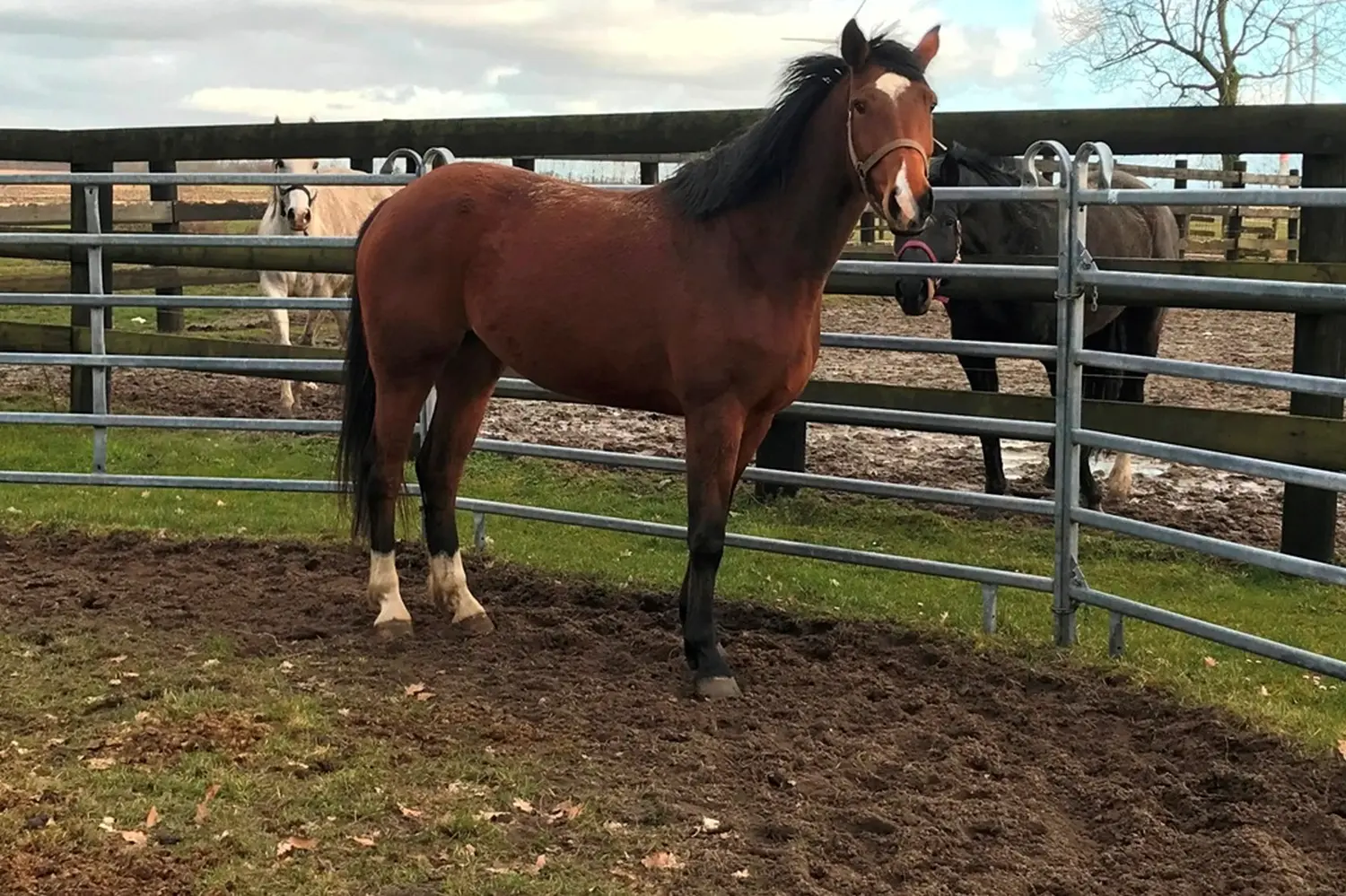 Pferde von Pferdepension und Zucht