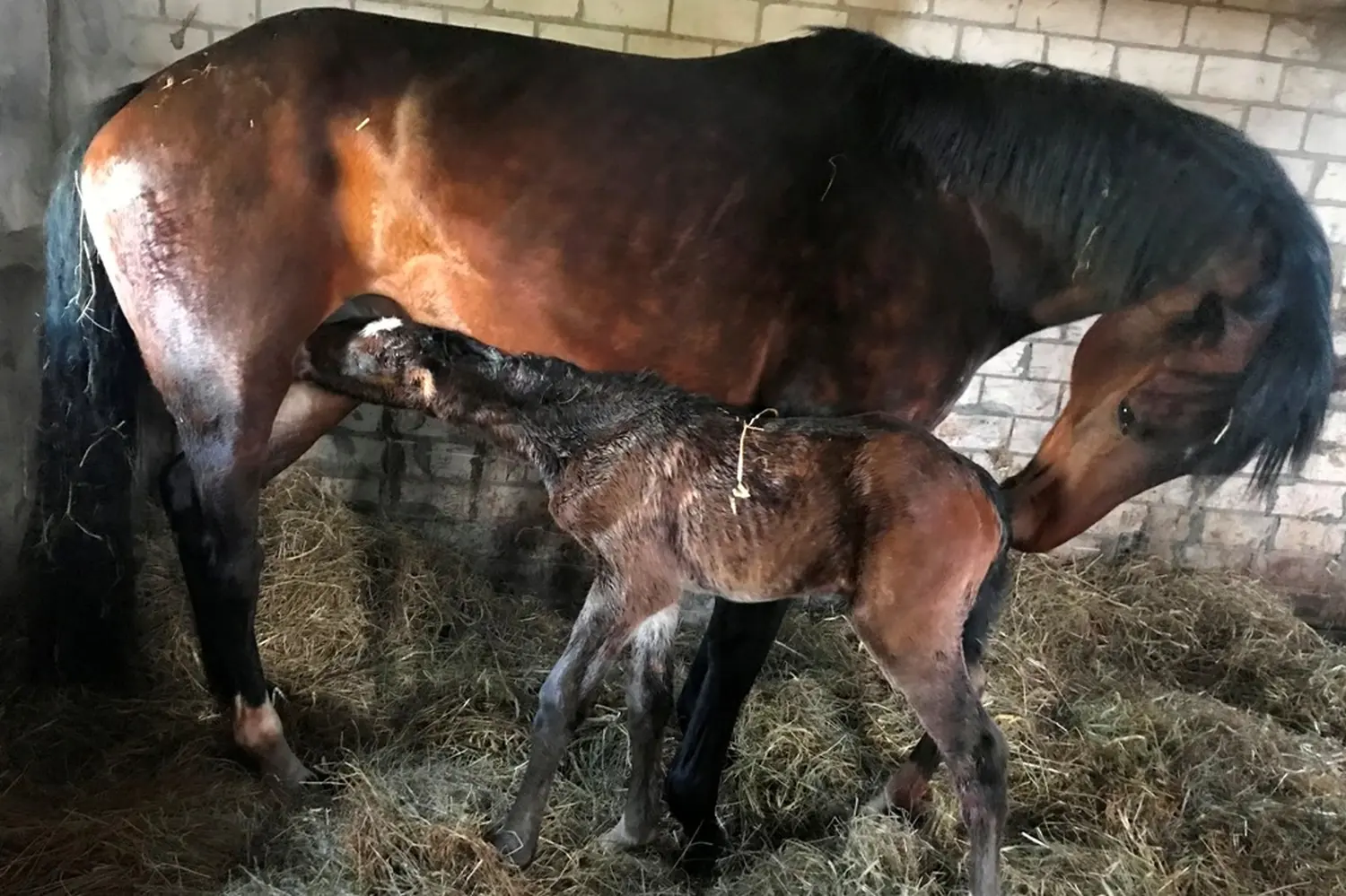 Pferde von Pferdepension und Zucht