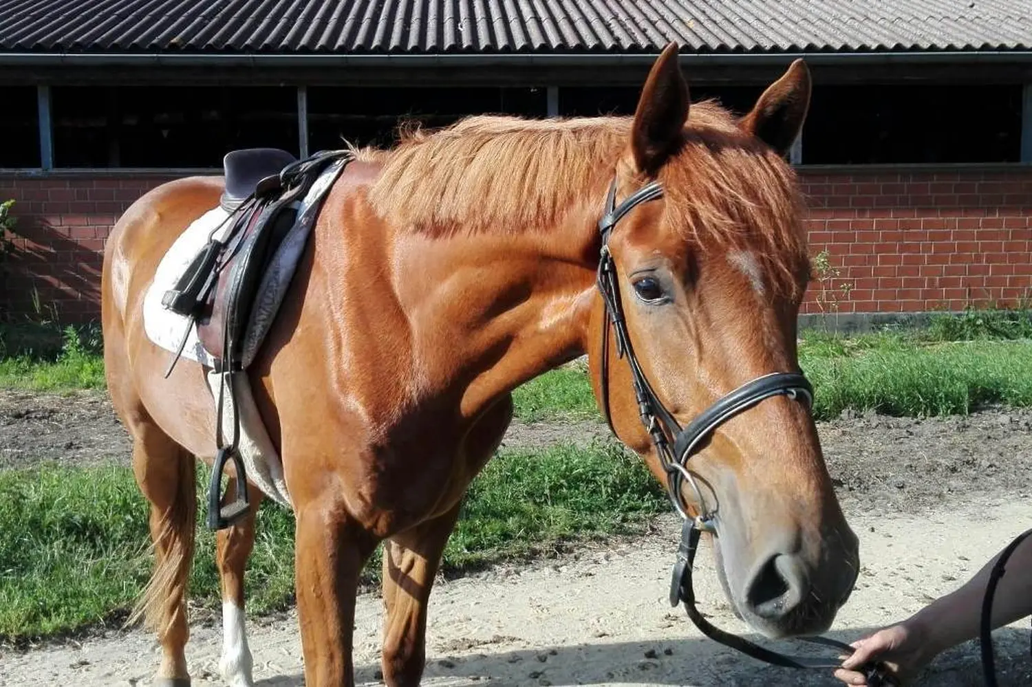 Pferde von Pferdepension und Zucht