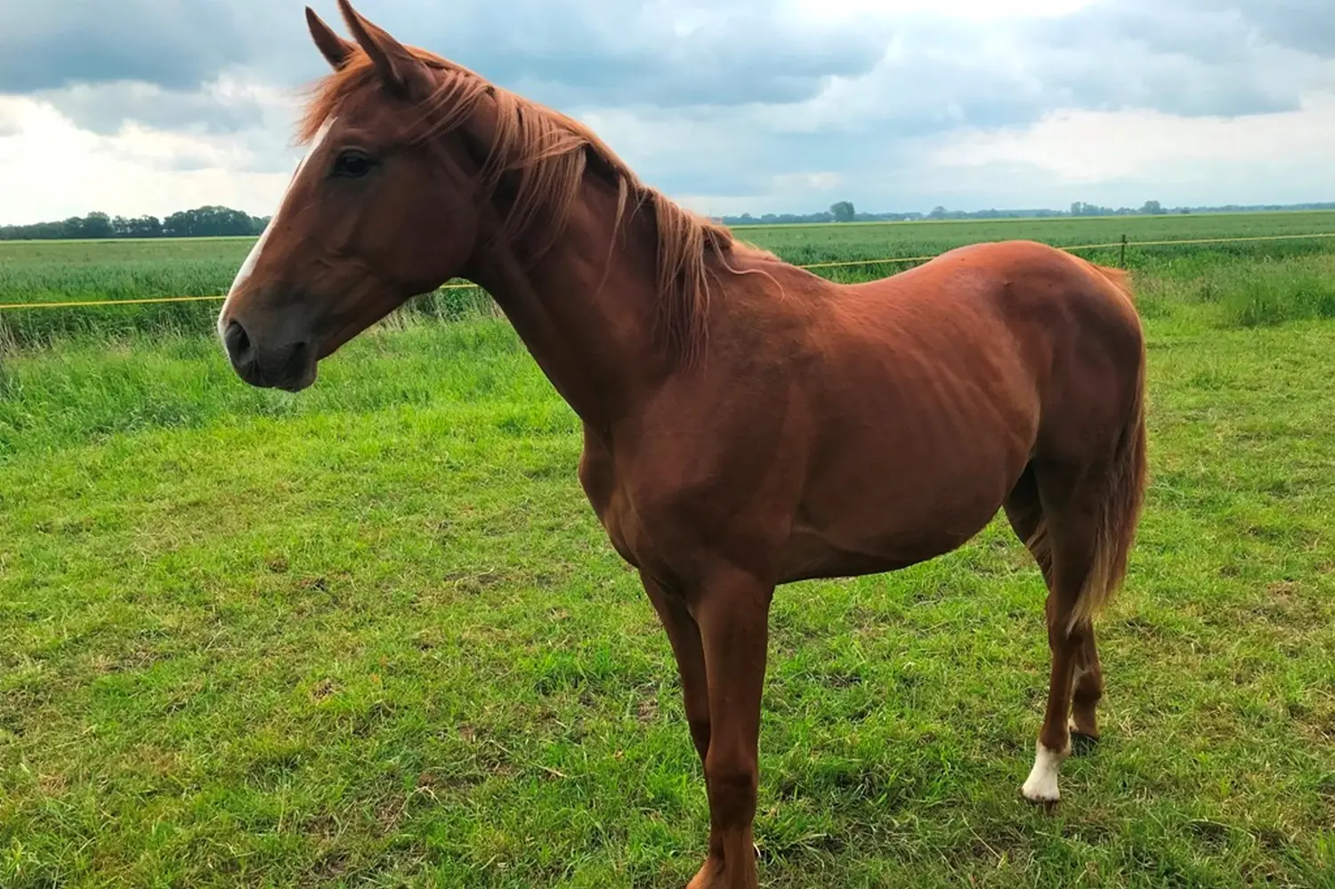 Pferde von Pferdepension und Zucht