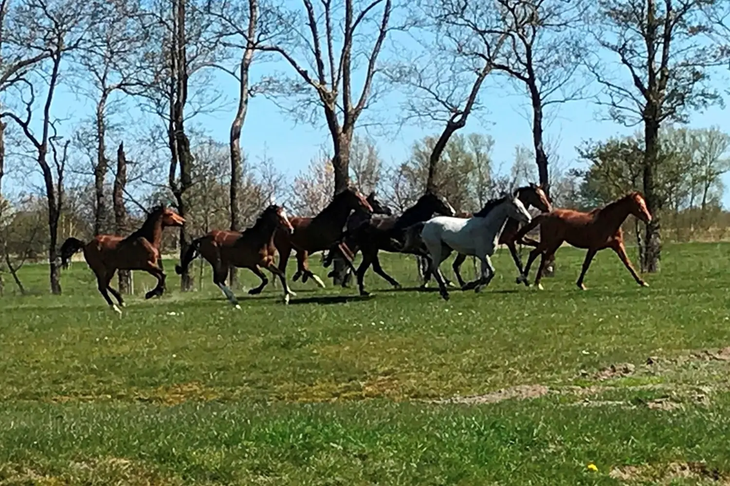 Pferde von Pferdepension und Zucht