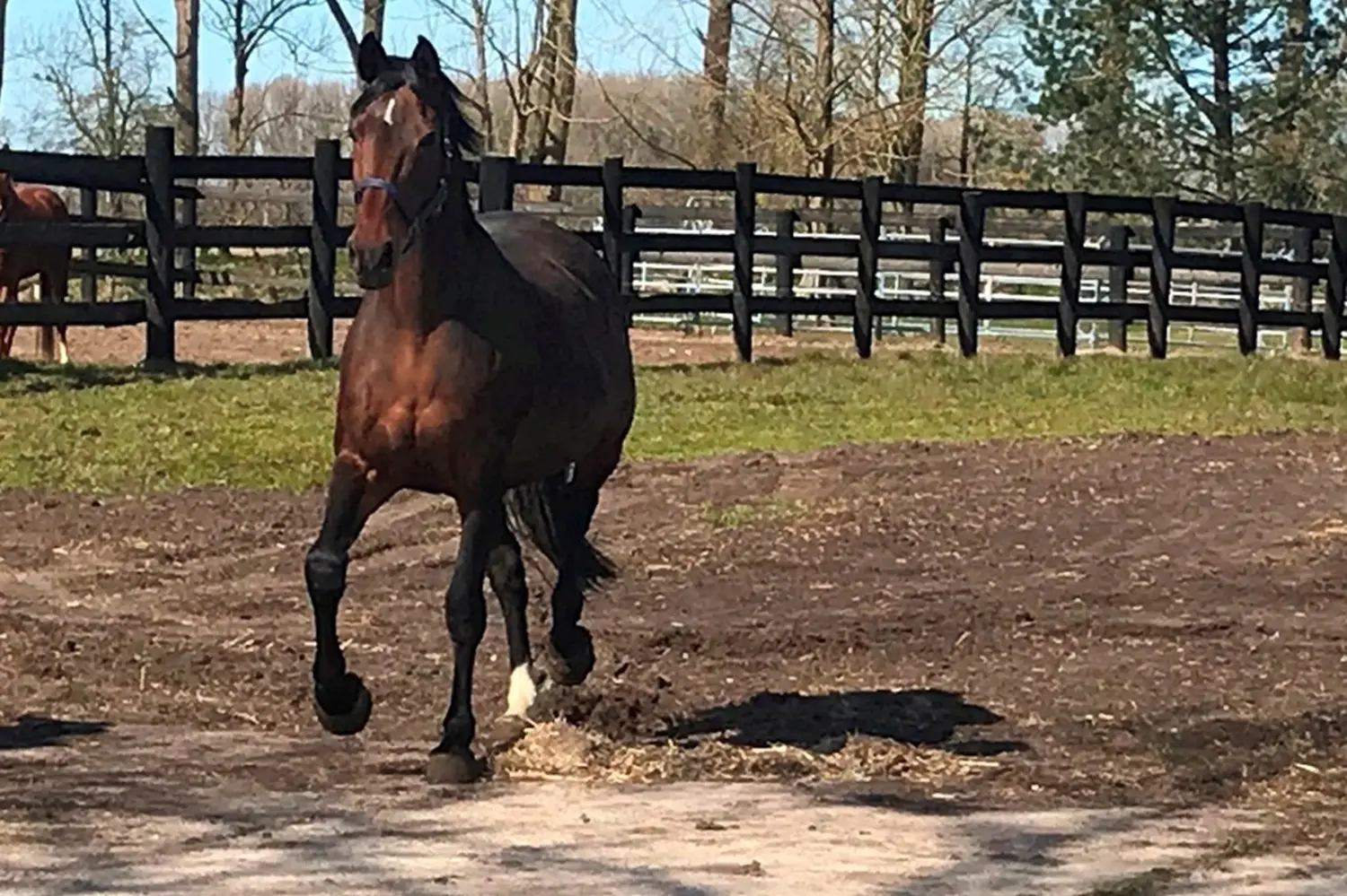 Pferde von Pferdepension und Zucht