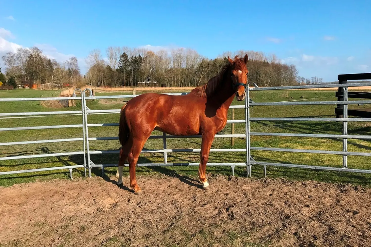 Pferde von Pferdepension und Zucht