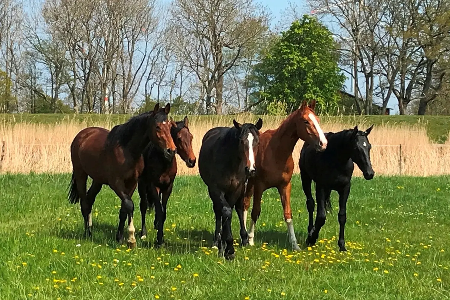 Pferde von Pferdepension und Zucht