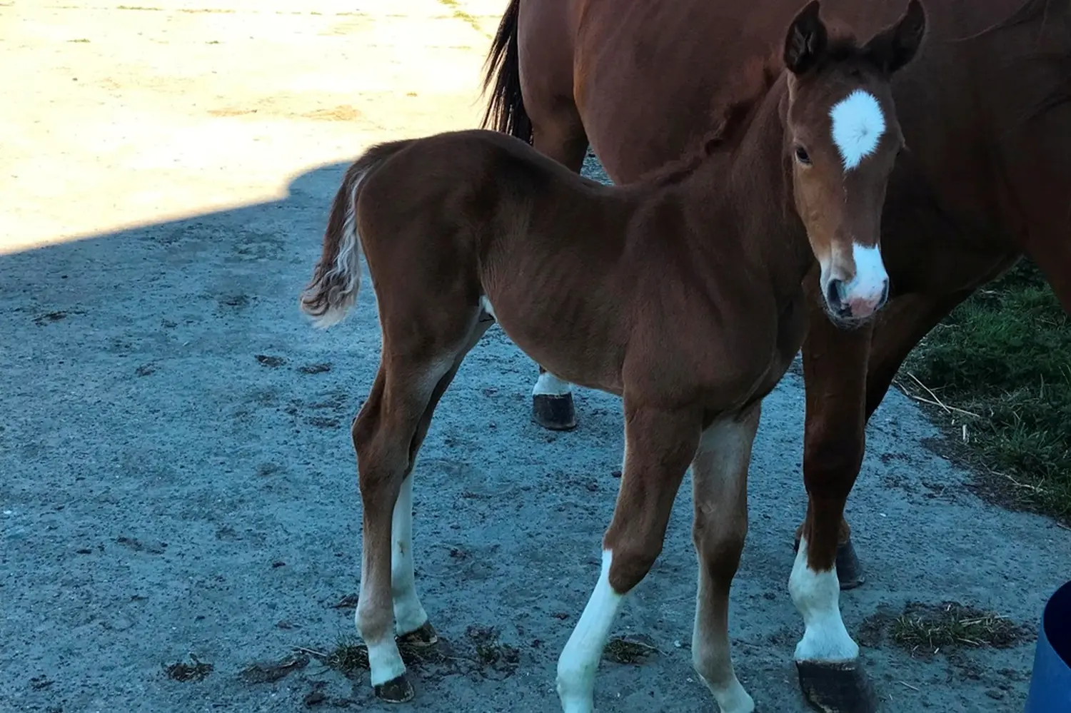 Stutfohlen „Vinny“ von Pferdepension und Zucht