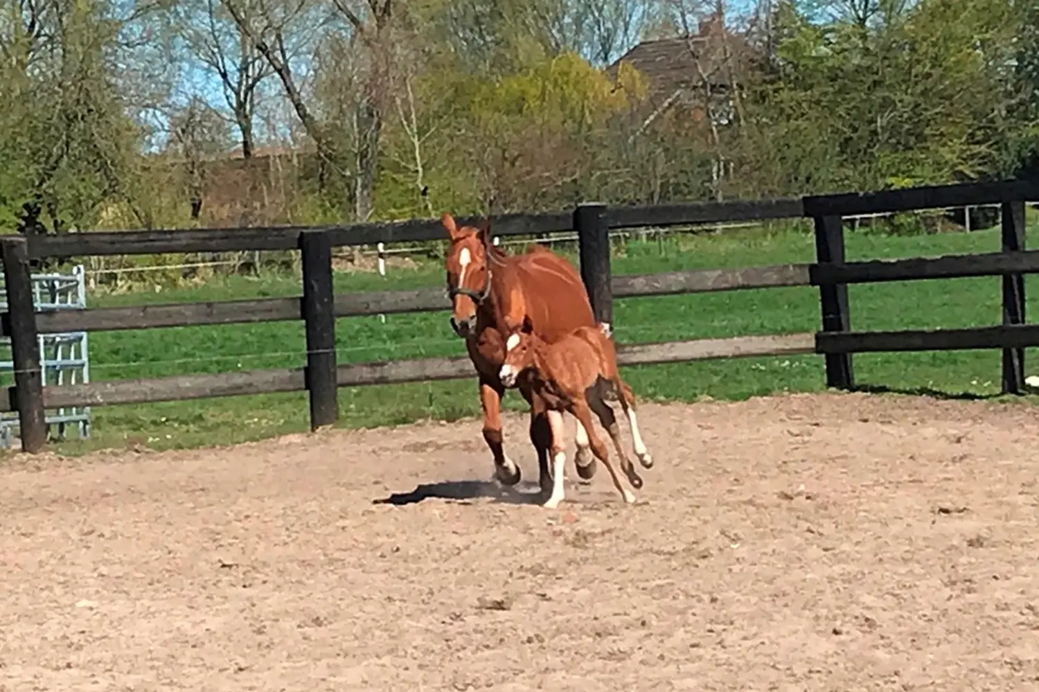 Pferde von Pferdepension und Zucht