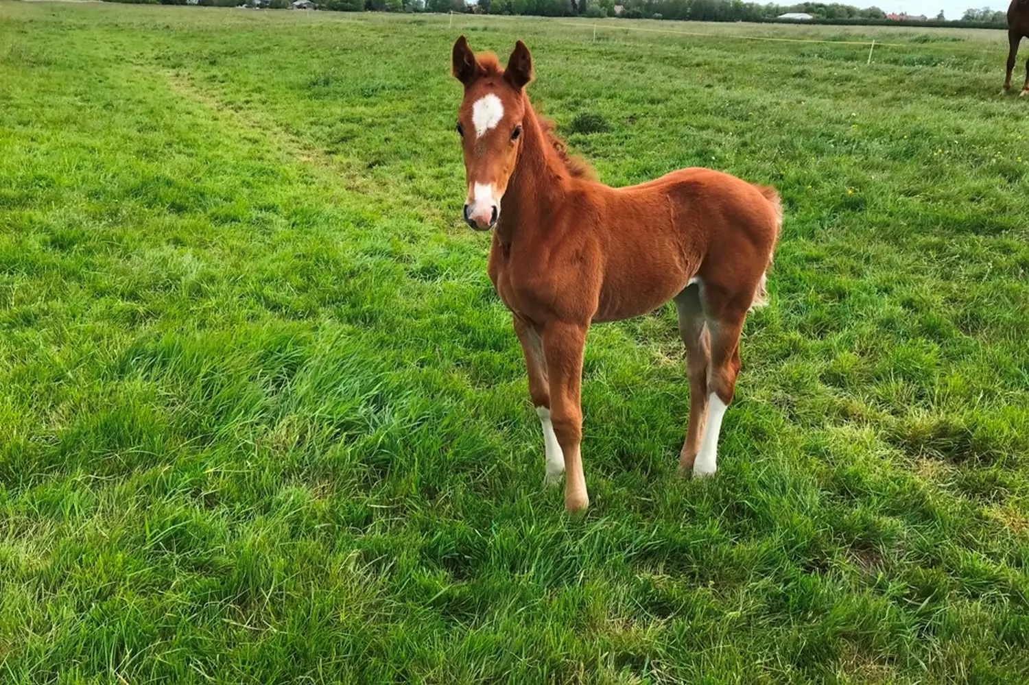 Pferde von Pferdepension und Zucht