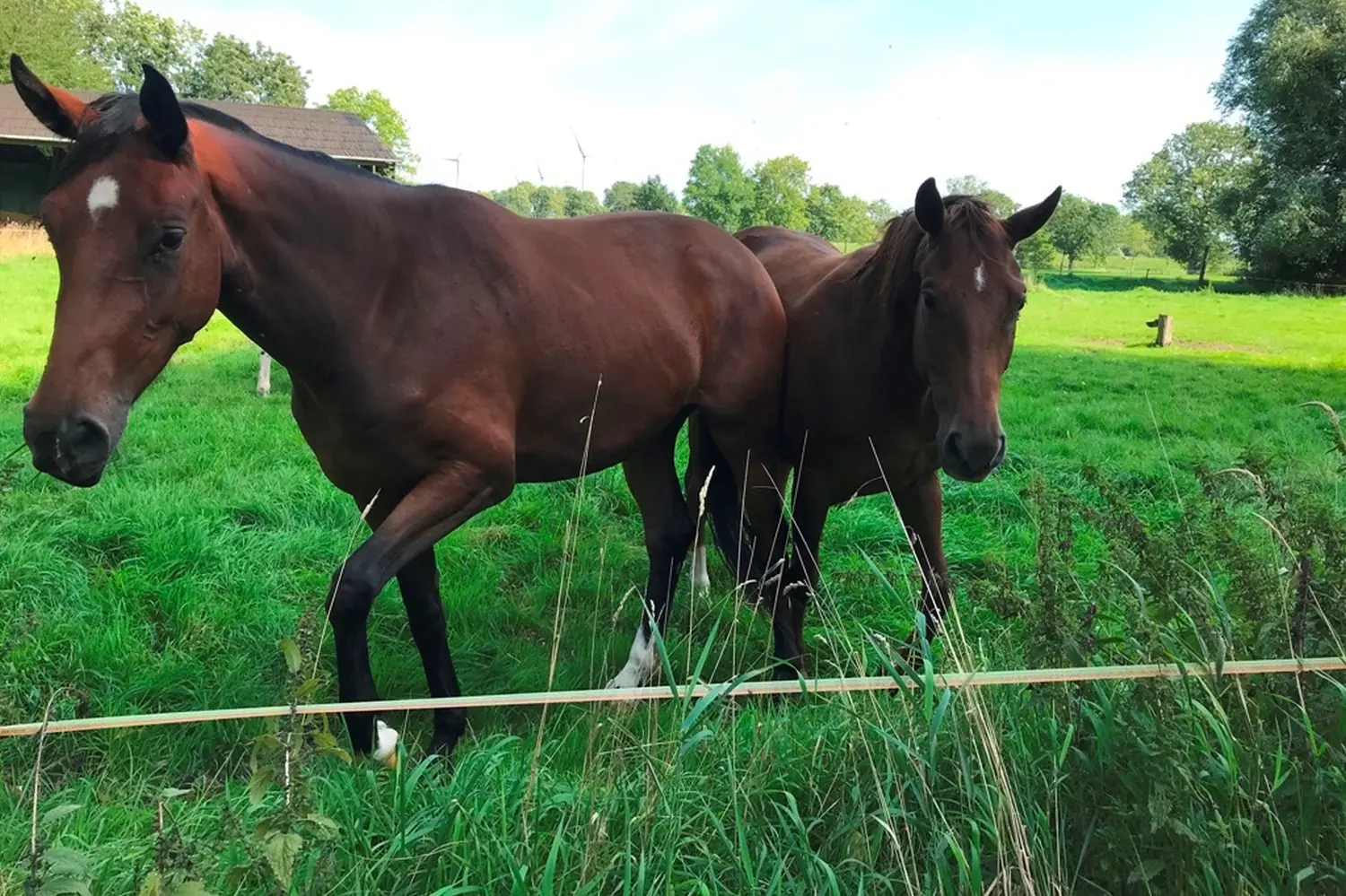 Pferde von Pferdepension und Zucht