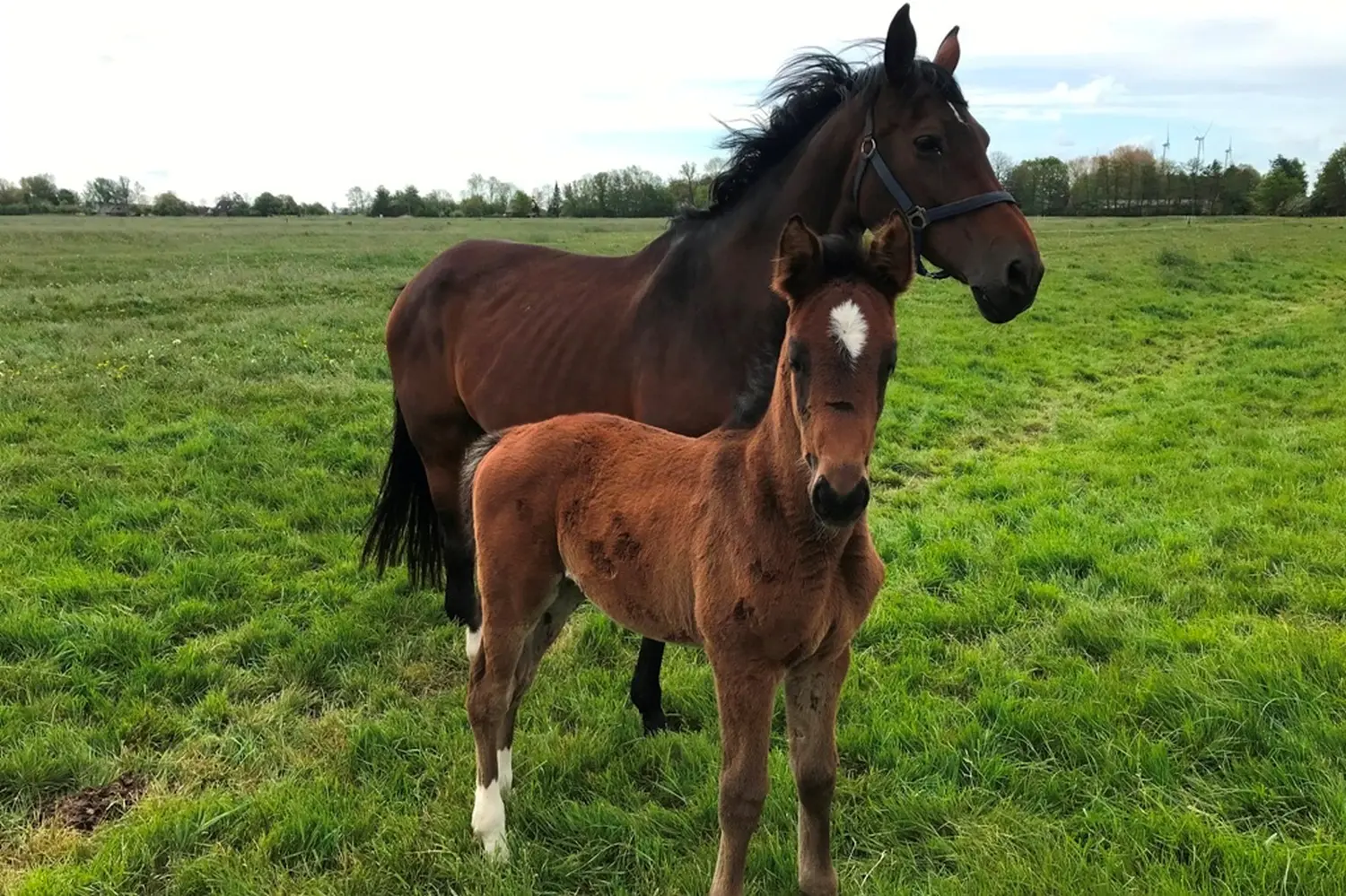 Pferde von Pferdepension und Zucht