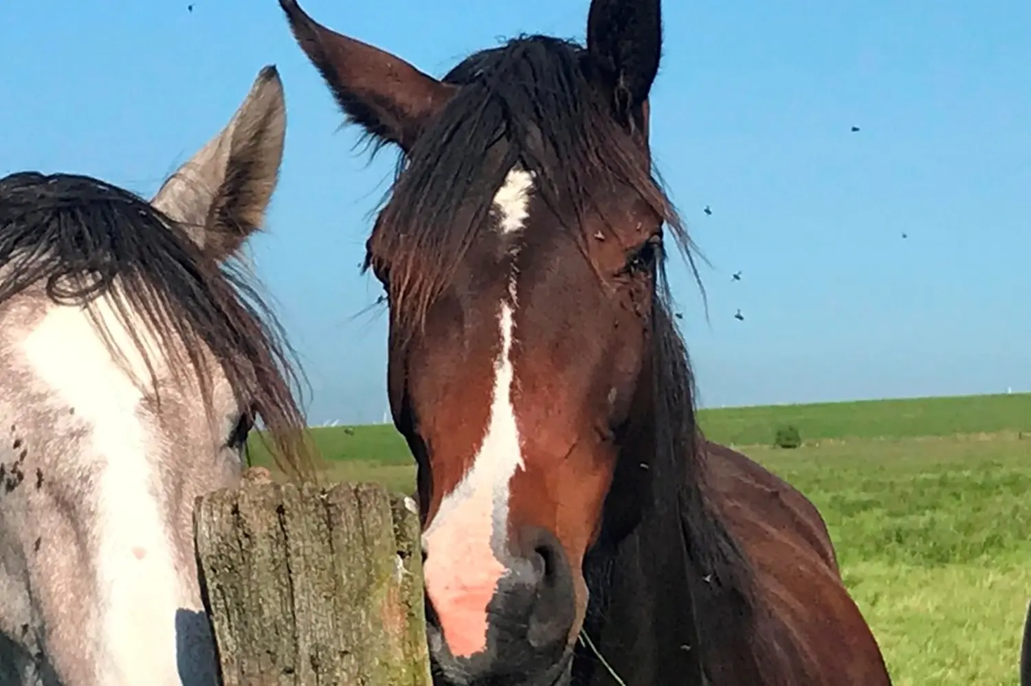 Pferde von Pferdepension und Zucht