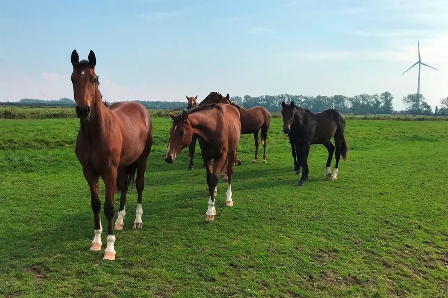 Pferde von Pferdepension und Zucht