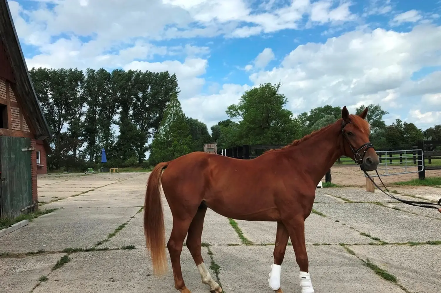 Pferde von Pferdepension und Zucht