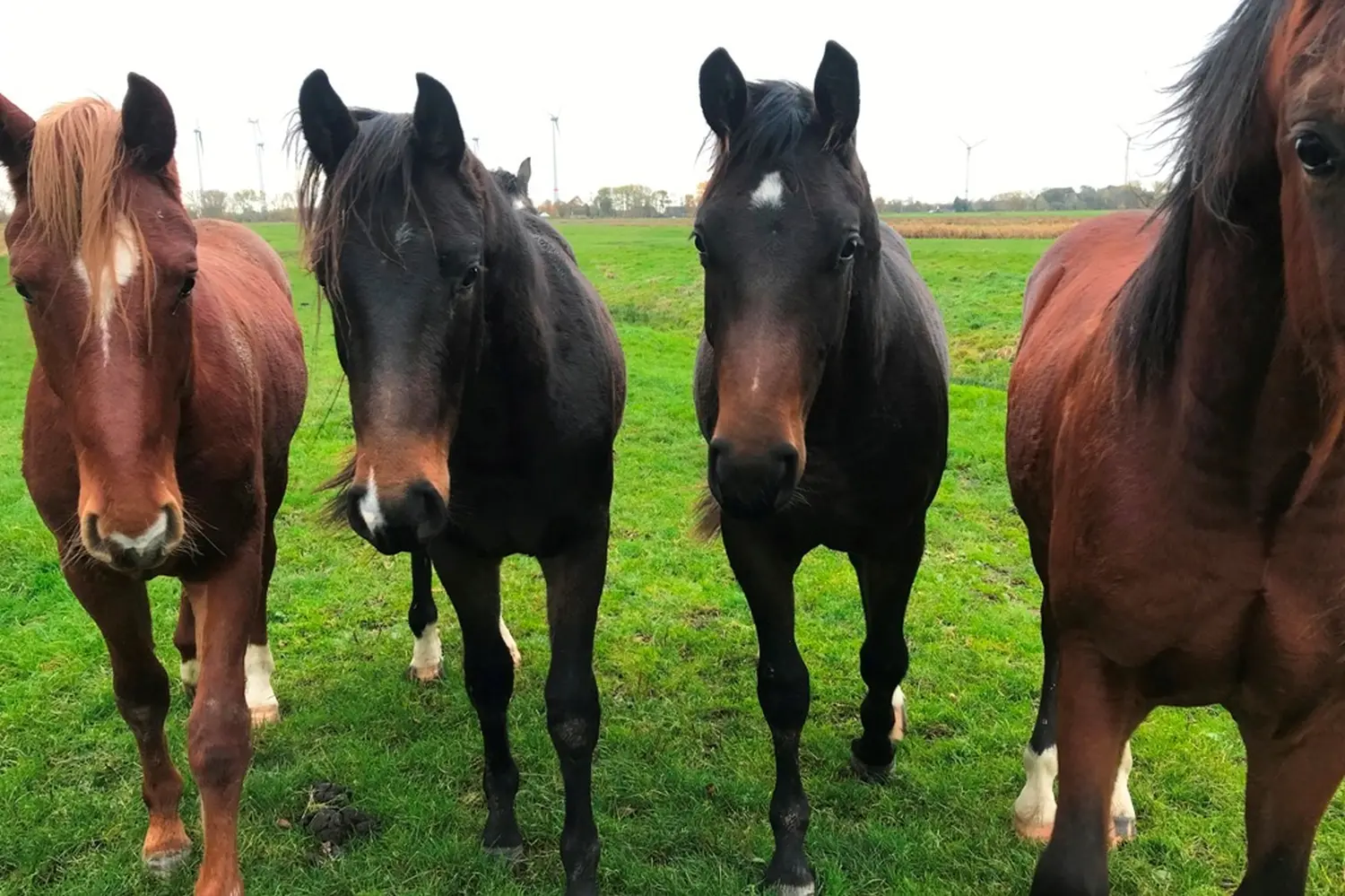 Pferde von Pferdepension und Zucht