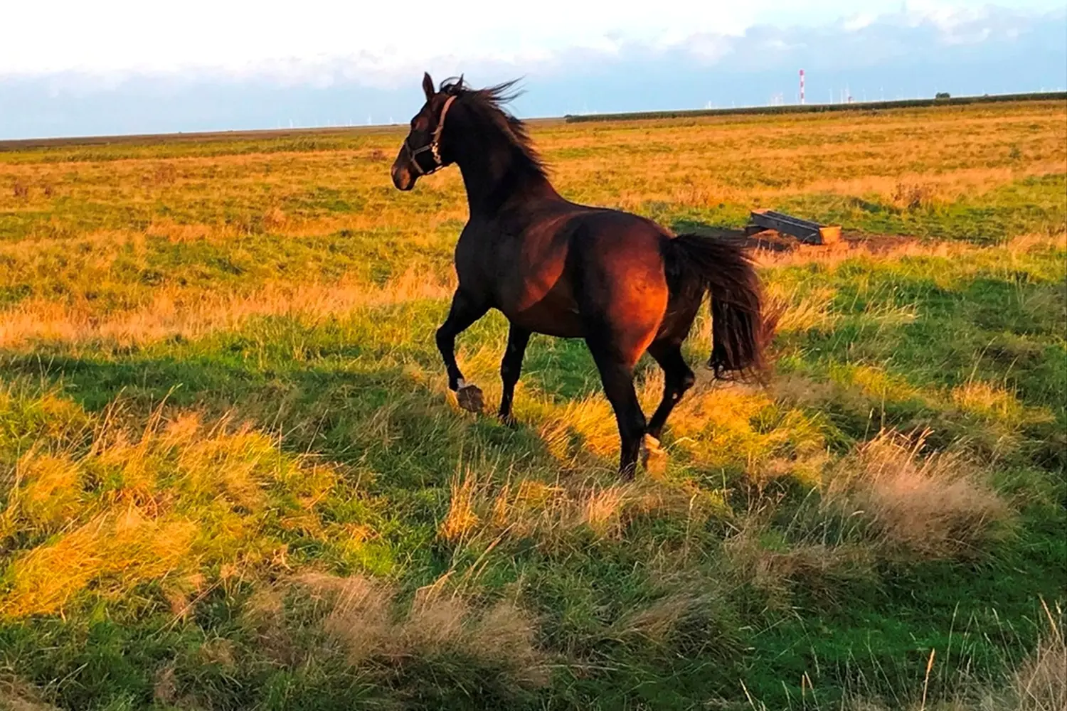 Pferde von Pferdepension und Zucht