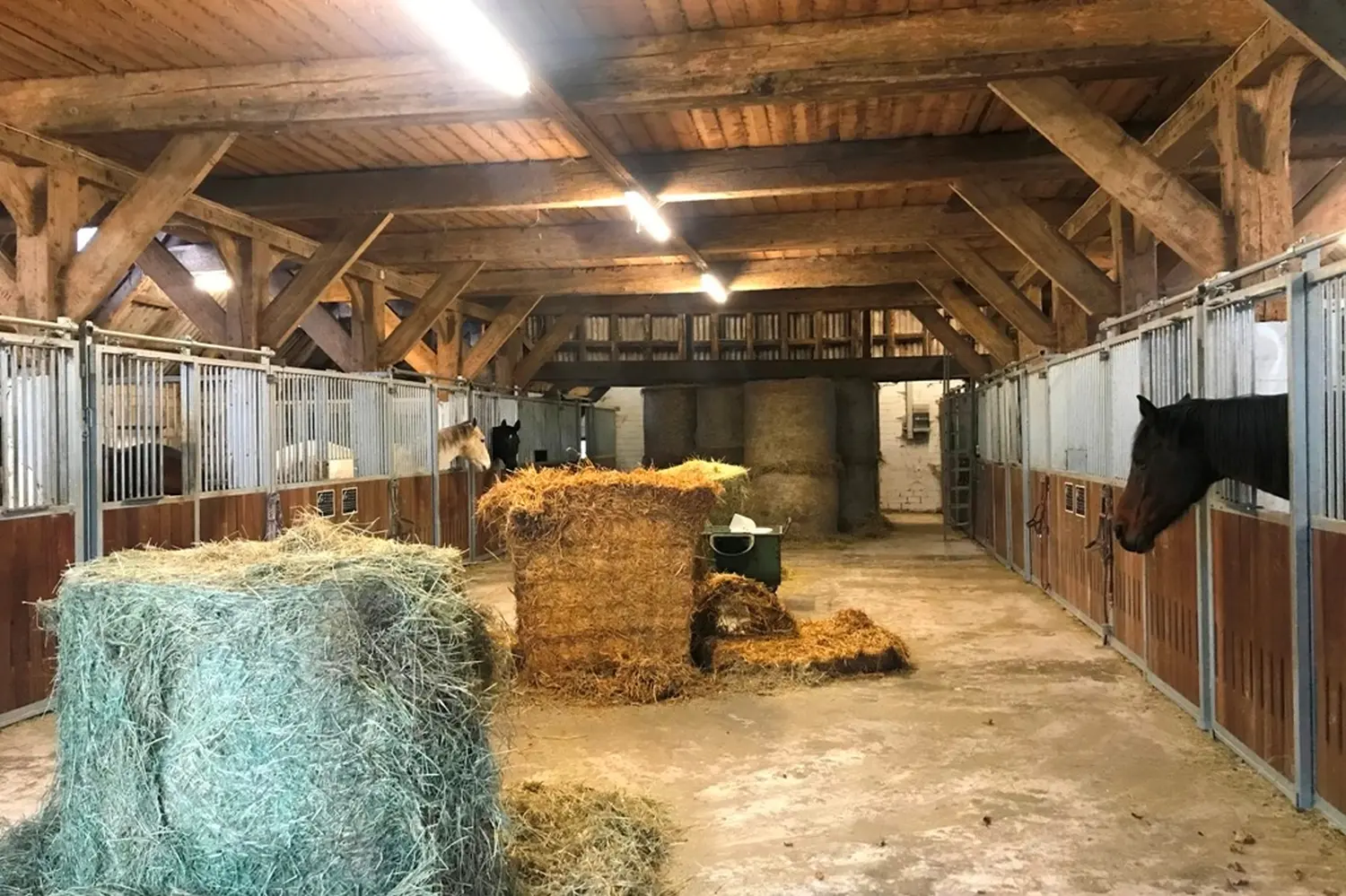 Pferdepension im Inneren der Pferdepension und Zucht