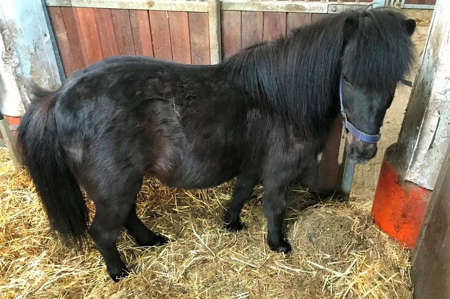 Pferde von Pferdepension und Zucht