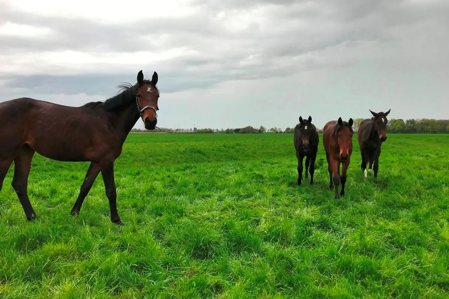 Pferde von Pferdepension und Zucht