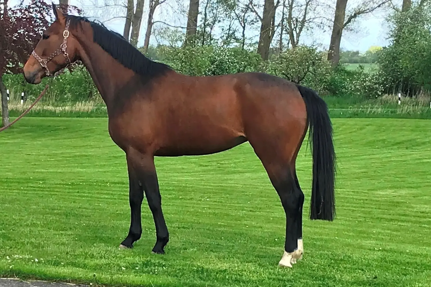 Pferde von Pferdepension und Zucht