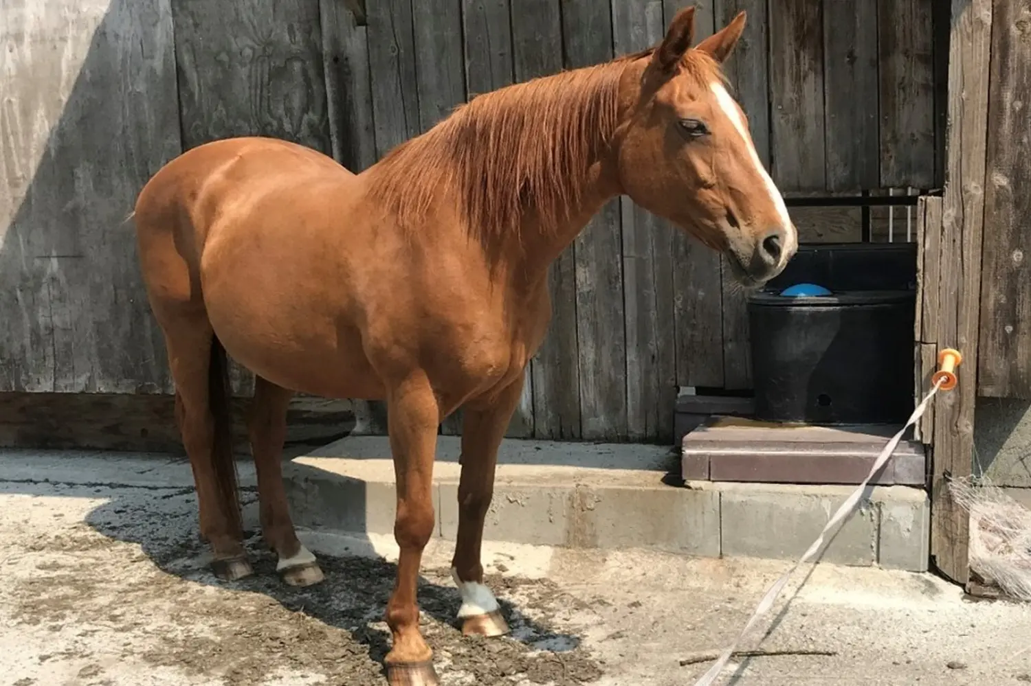 Pferde von Pferdepension und Zucht