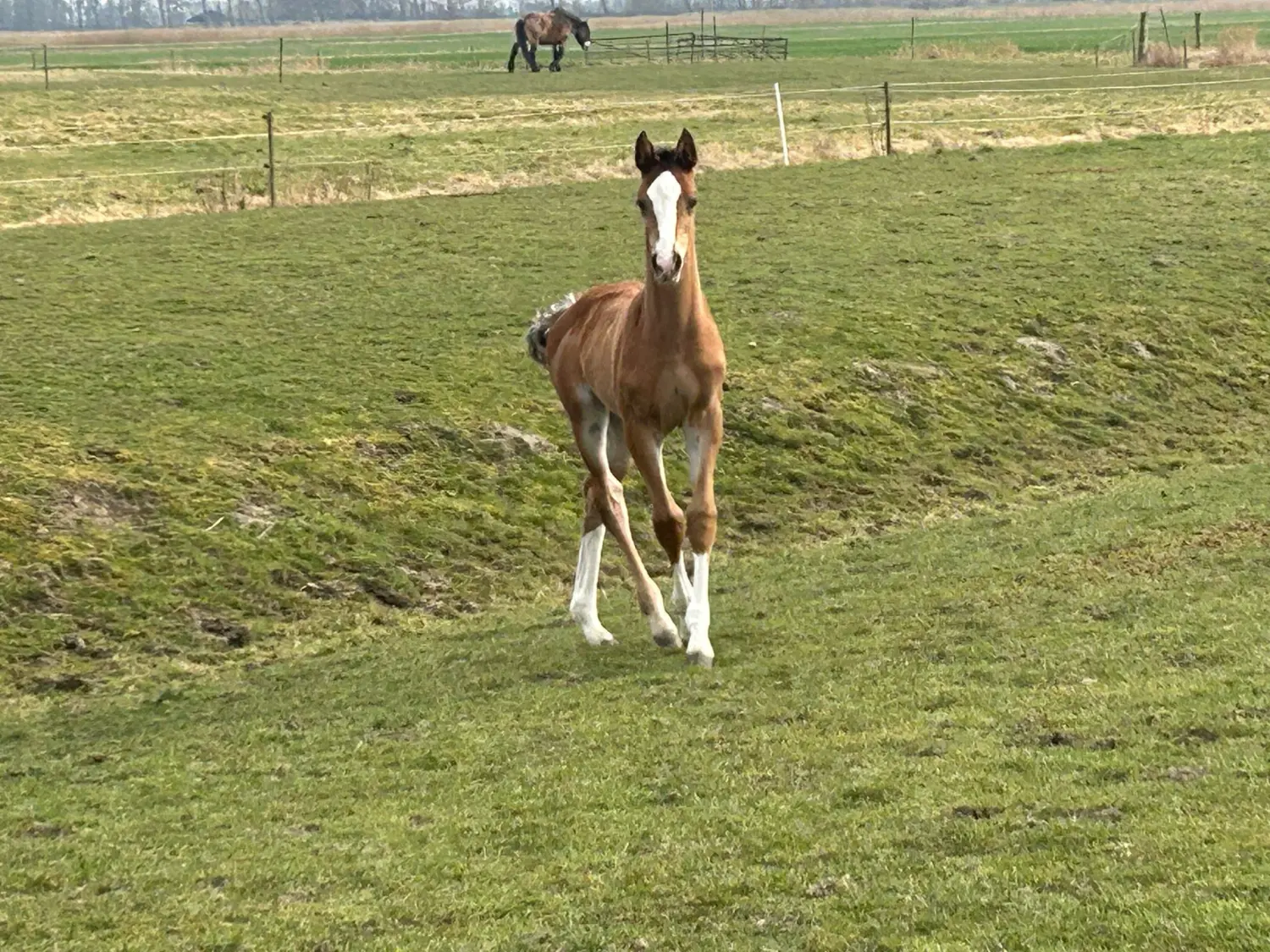 Stutfohlen von Pferdepension und Zucht