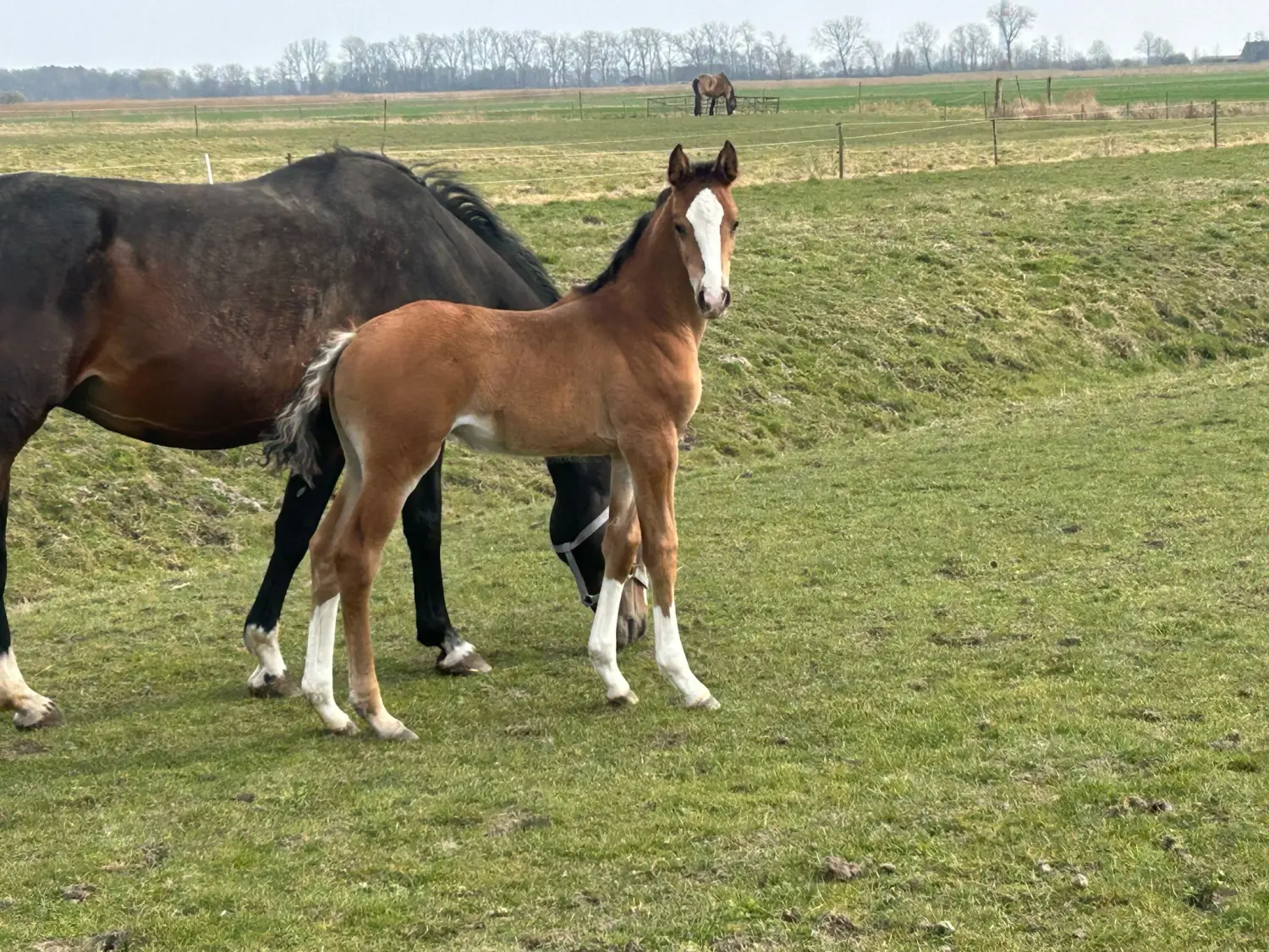Stutfohlen von Pferdepension und Zucht