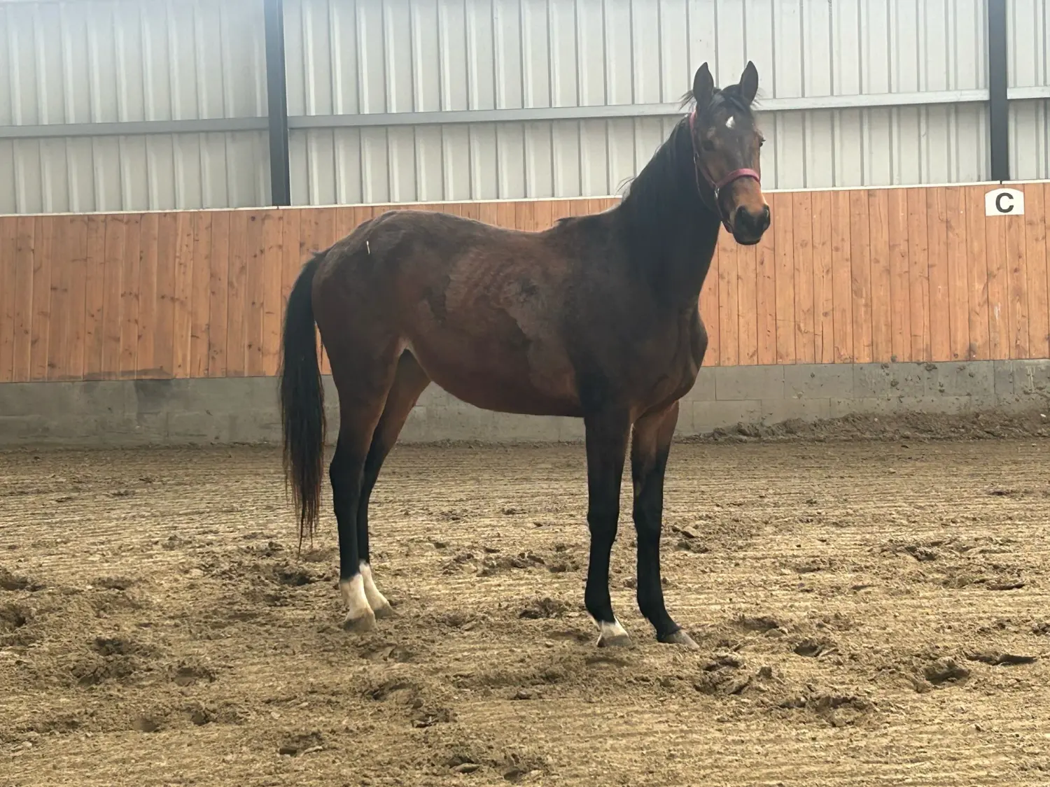 Stute „Ellie“ DE431314005523 von Pferdepension und Zucht