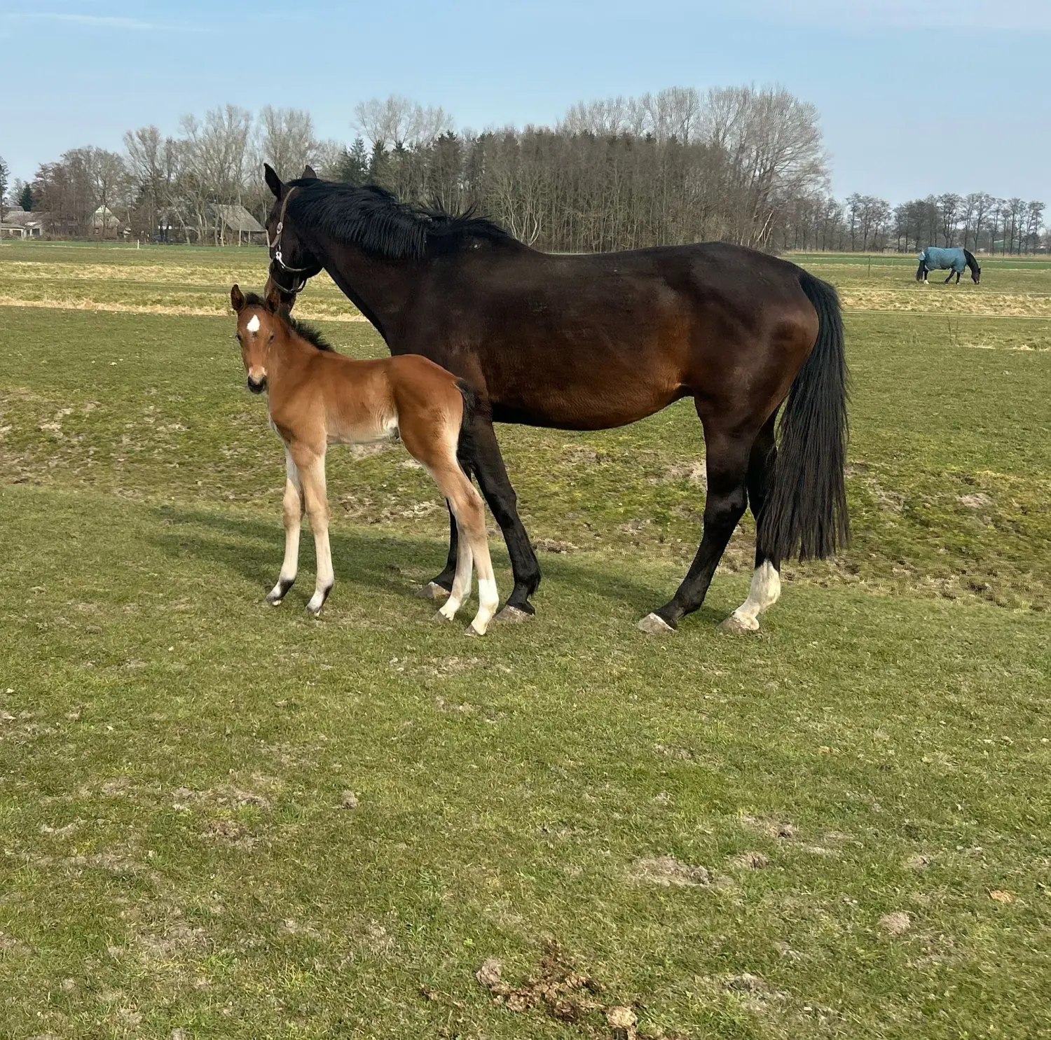 Jackpot von Pferdepension und Zucht
